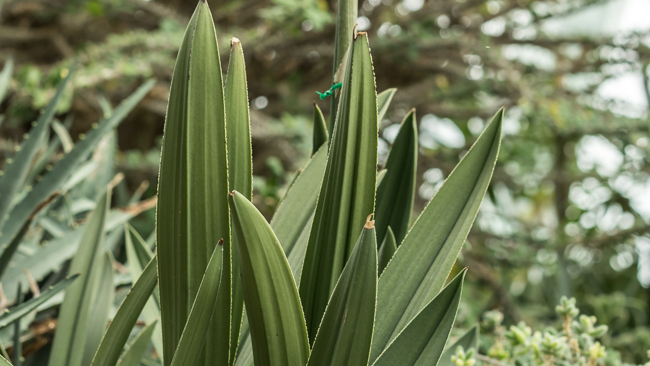 Eulophia petersii has developed a thick leathery outer cuticle to protect its fleshy interior from predation of thirsty animals.