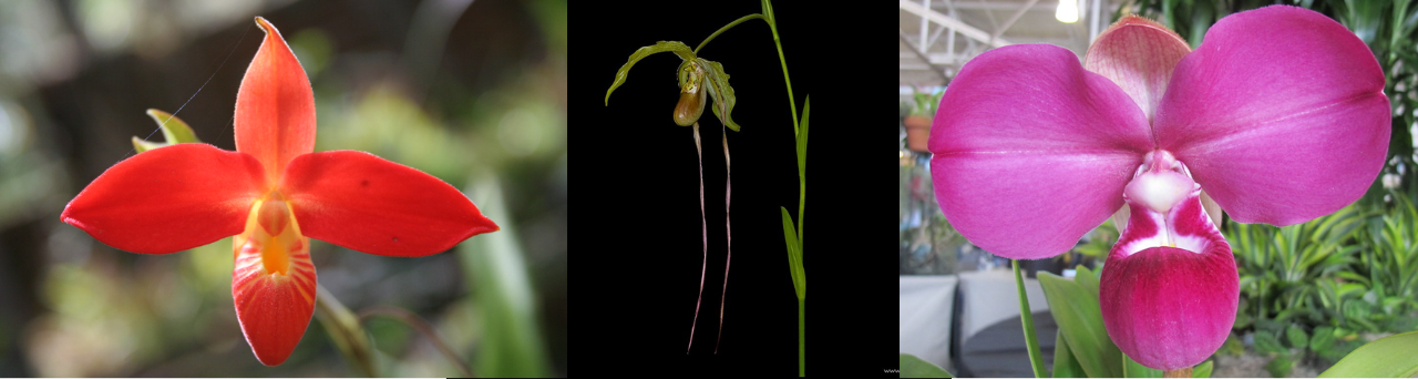 (Left to Right) Phragmipedium besseae, Phrag. caudatum and Phrag. kovachii are three species widely used in breeding