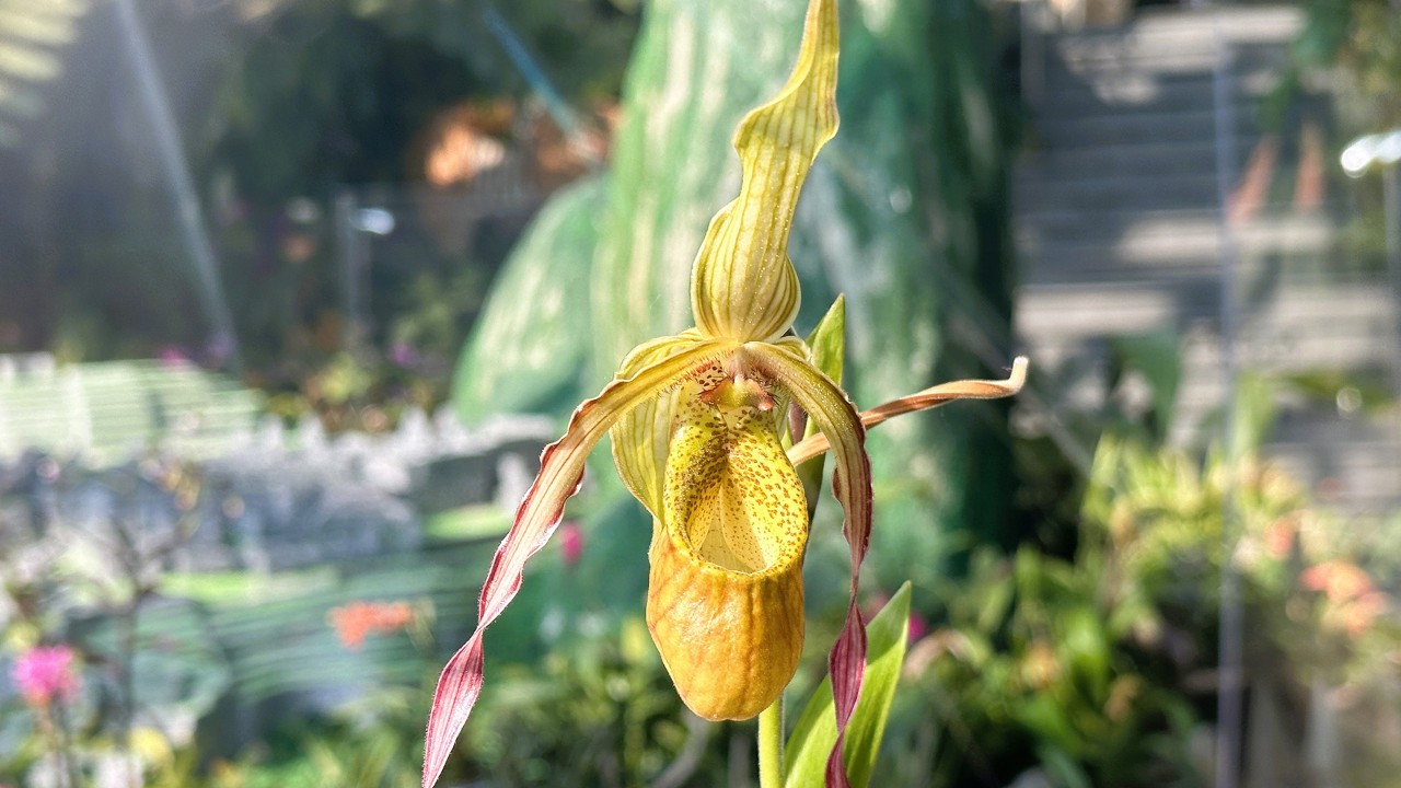 Phragmipedium Geralda whose female parent is the Peruvian Phragmipedium caudatum, which belongs to section Phragmipedium. Featured the pouched lip that traps pollinating insects forcing them to escape past the column and pick up or deposit any pollinia in the process, and the long, twisted, moustache-like petals characteristic of species from section Phragmipedium