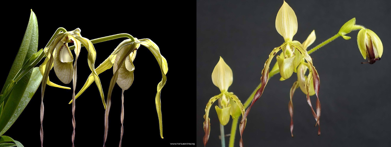 (Left) Flowers of Phragmipedium warszewiczianum section Phragmipedium. (Right) Flowers of a multi-flowered species of Paphiopedilum, Paph. parishii, (section Pardalopetalum). When compared, Paphiopedilum is often seen with large dorsal “hooded” sepal. (Photo credits:  Phrag wallisii – Hortusorchis.org CC BY-NC-SA 3.0, Paph. parishii - orchoholic CC BY 2.0.)