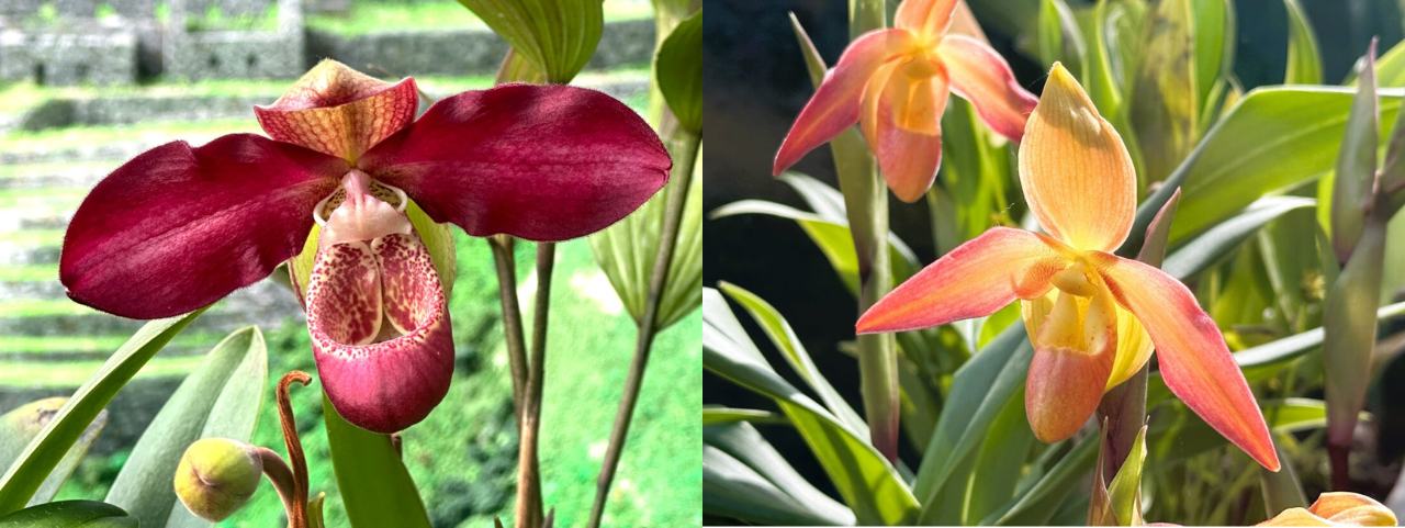 Phragmipedium Les Varines whose male parent is the famous Peruvian Phragmipedium kovachii, belonging to section Schluckebieria. (Bottom) Phragmipedium Eric Young which female parent is the Phragmipedium besseae, which belongs to section Micropetalum.