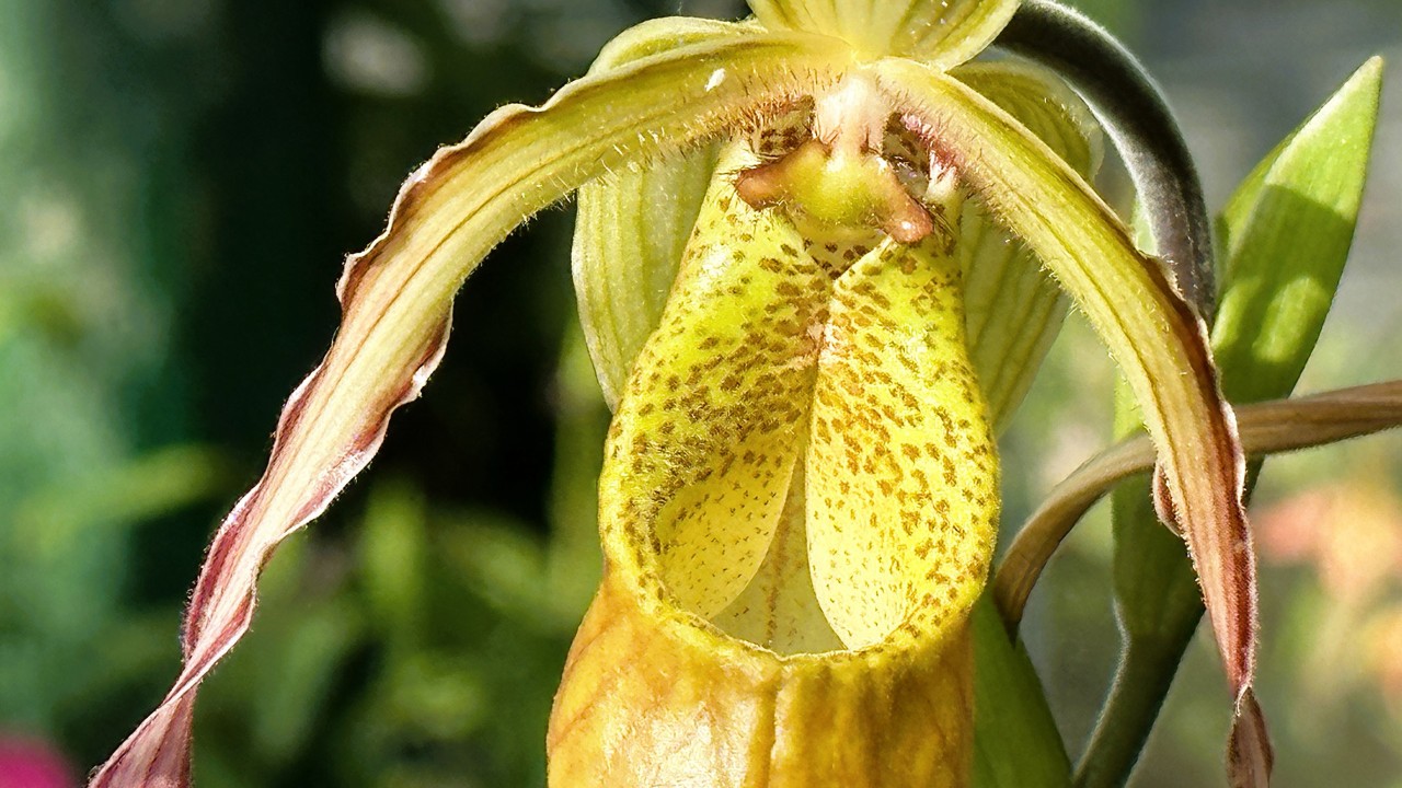 Flower close-up of Phragmipedium Geralda, showing the in-rolled lip clearly.