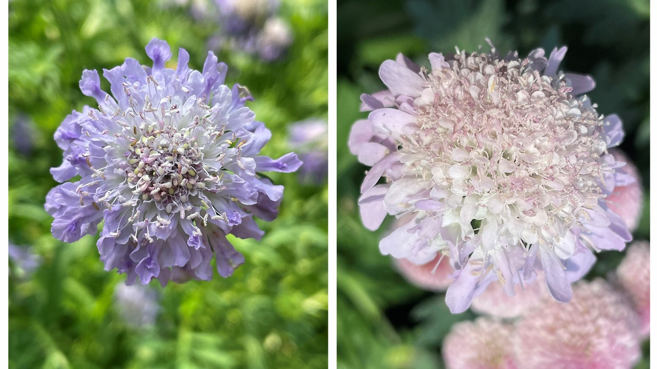 The 2023 Chrysanthemum Charm display features two species of Scabiosa. S. columbaria is native to Europe to Iran, the Arabian Peninsula, and northwestern Africa, while S. japonica is native to southern and central Japan. Shown are S. columbaria ‘Blue Note’ (left) and S. japonica ‘Pink Diamonds’ (right).     