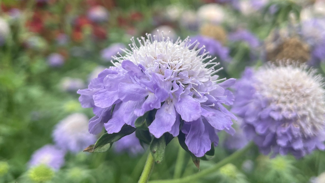 Rising above each floret is a slender style topped with a flat, disc-shaped stigma, together making the entire flower head look like a heavily laden pincushion. Can you spot the differences between the large marginal florets and the smaller central florets?