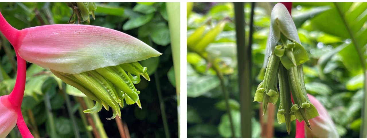 Side (left) and front (right) views of the tubular, green flowers emerging from under the pinkish-green cincinnal bract of Heliconia chartacea ’Sexy Pink’. 