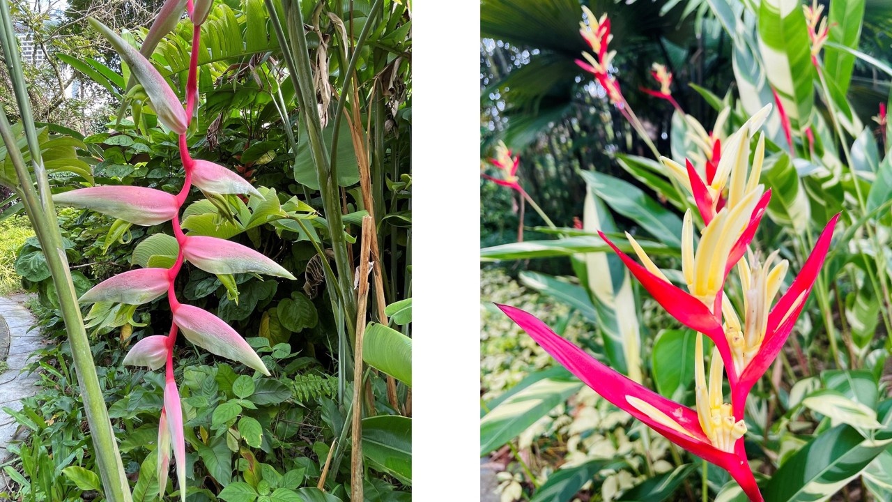 Heliconia species have two distinct inflorescence types: pendant, as shown by Heliconia chartacea ‘Sexy Pink’ in Malay Garden (left), and upright, as shown by Heliconia psittacorum ‘Lady Di’ in Supertree Grove (right).  