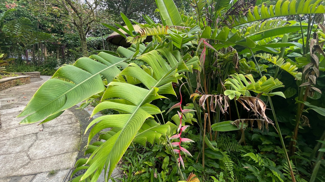 Heliconia chartacea has beautiful foliage regardless of whether its flowering or not