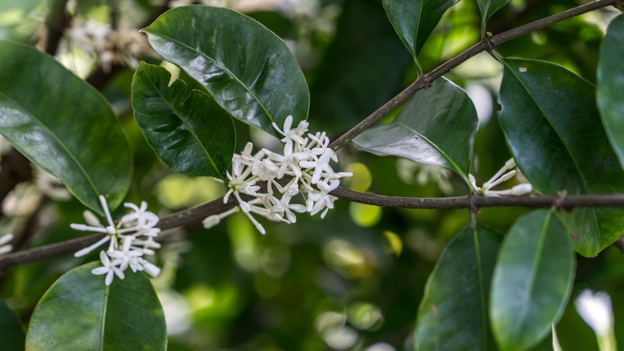 Pleiocarpa mutica