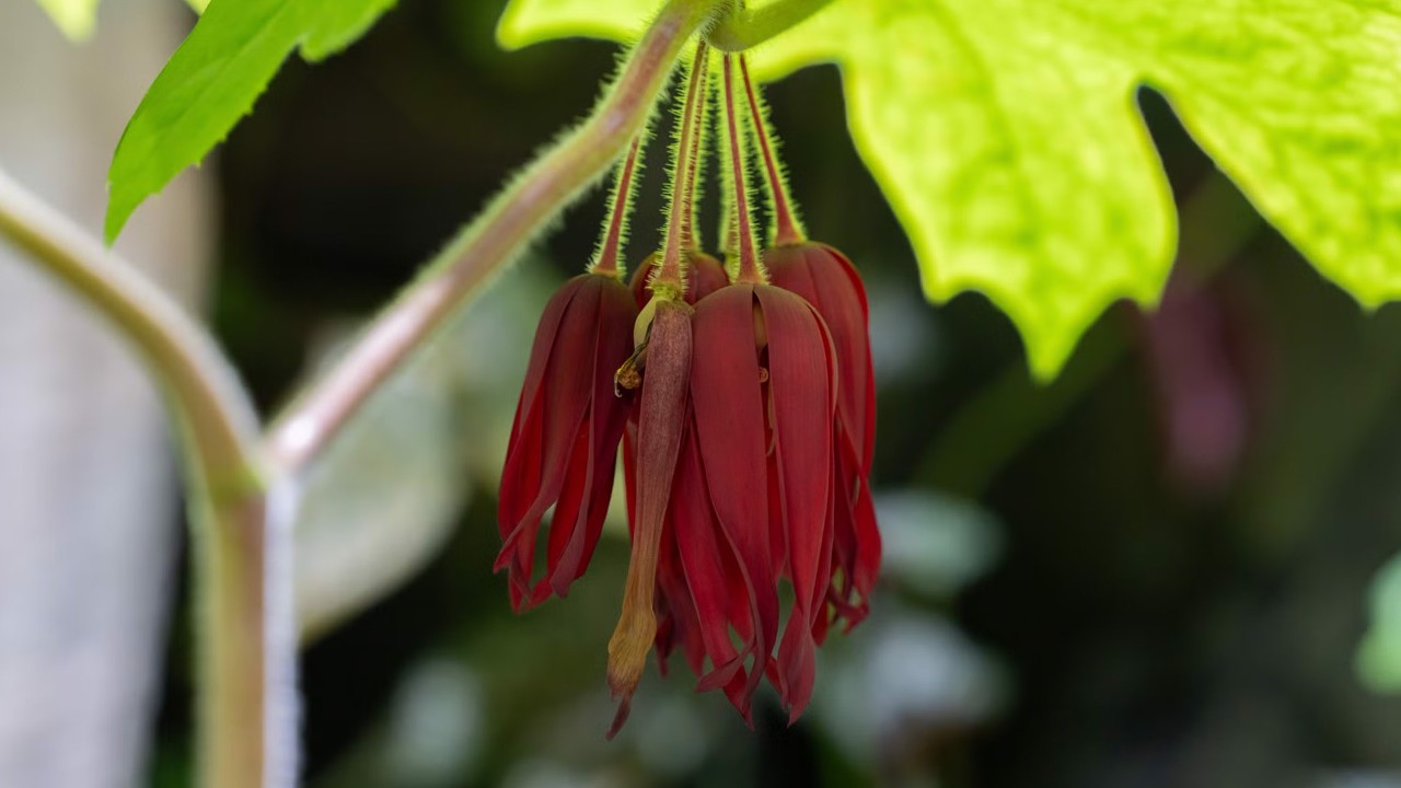 Pendulous dark red inflorescence of Podophyllum ‘Kaleidoscope’ that contrasts against its multi-hued green leaves.