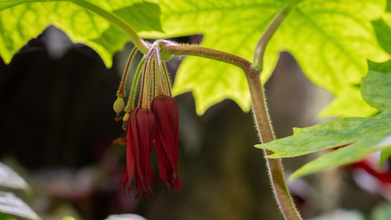 Podophyllum 'Kaleidoscope' is a remarkable cultivar within the Berberidaceae family, also known as the barberry family. 
