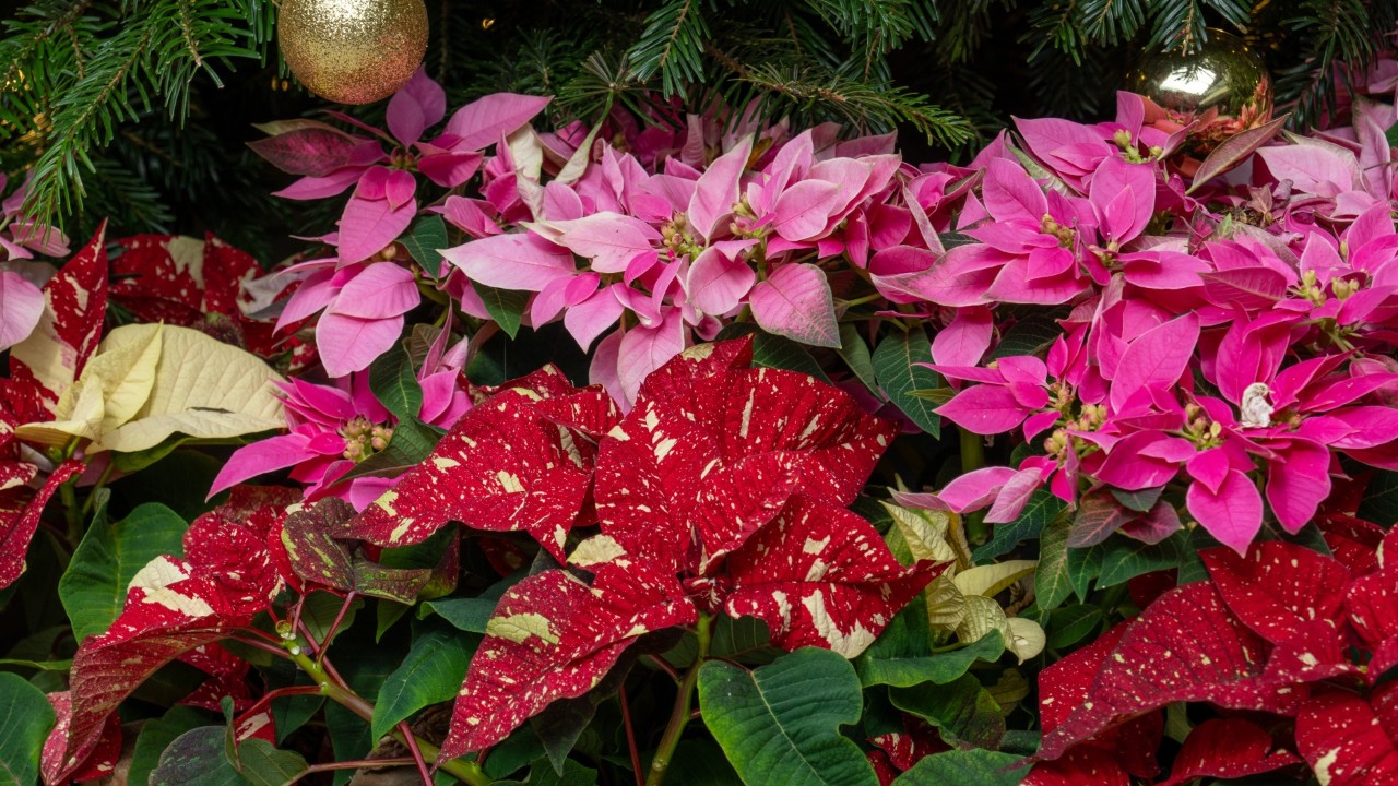 Euphorbia hybrid Princettia ‘Midi Hot Pink’ and Euphorbia pulcherrima ‘Red Glitter’ featured under a Christmas tree in Poinsettia Wishes.