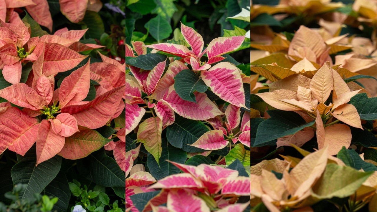 From left to right: Euphorbia pulcherrima cultivars 'Viking Cinnamon’, ‘Beauty Marble’, and ‘Autumn Leaves’ are great examples of the diversity of colours now available in poinsettia cultivars.
