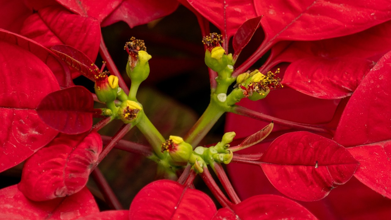 Close up of a poinsettia inflorescence (cyathium).