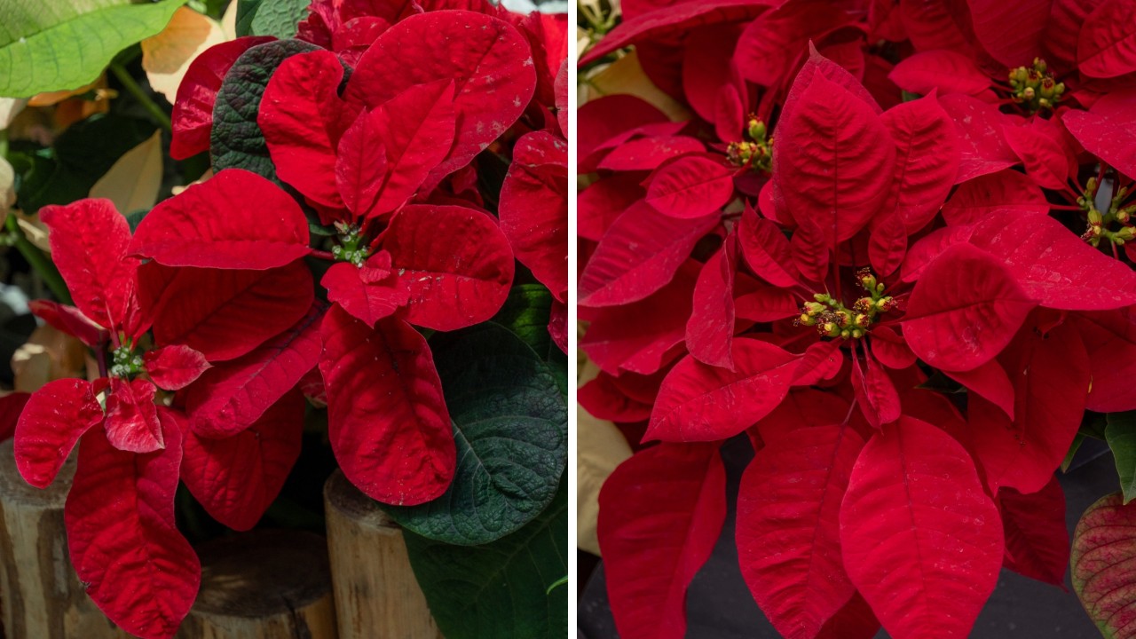 Can you spot the difference between the bracts of Euphorbia pulcherrima ‘Christmas Mouse’    (left) and the traditional red poinsettia (right)? 