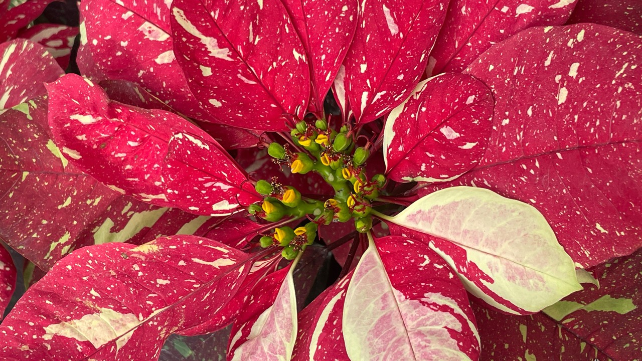 The ‘Red Glitter’ poinsettia cultivar sports creamy chips of cream to light pink on a bright red background. 