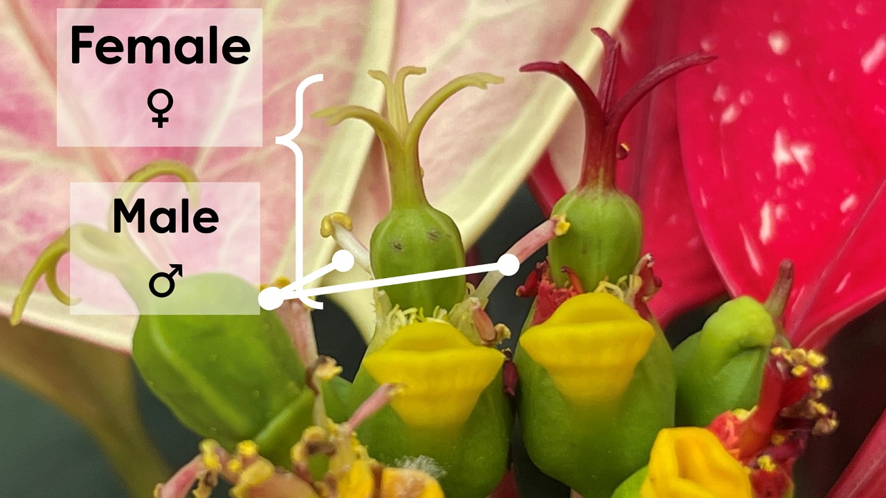 The true flowers of the poinsettia are in a specialized inflorescence or flower stalk.