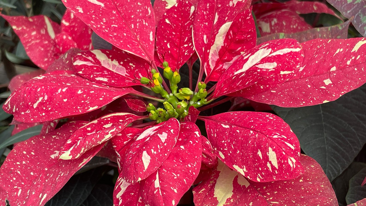 Euphorbia pulcherrima ‘Red Glitter’ is arguably the most striking of this year’s variegated poinsettia cultivars!