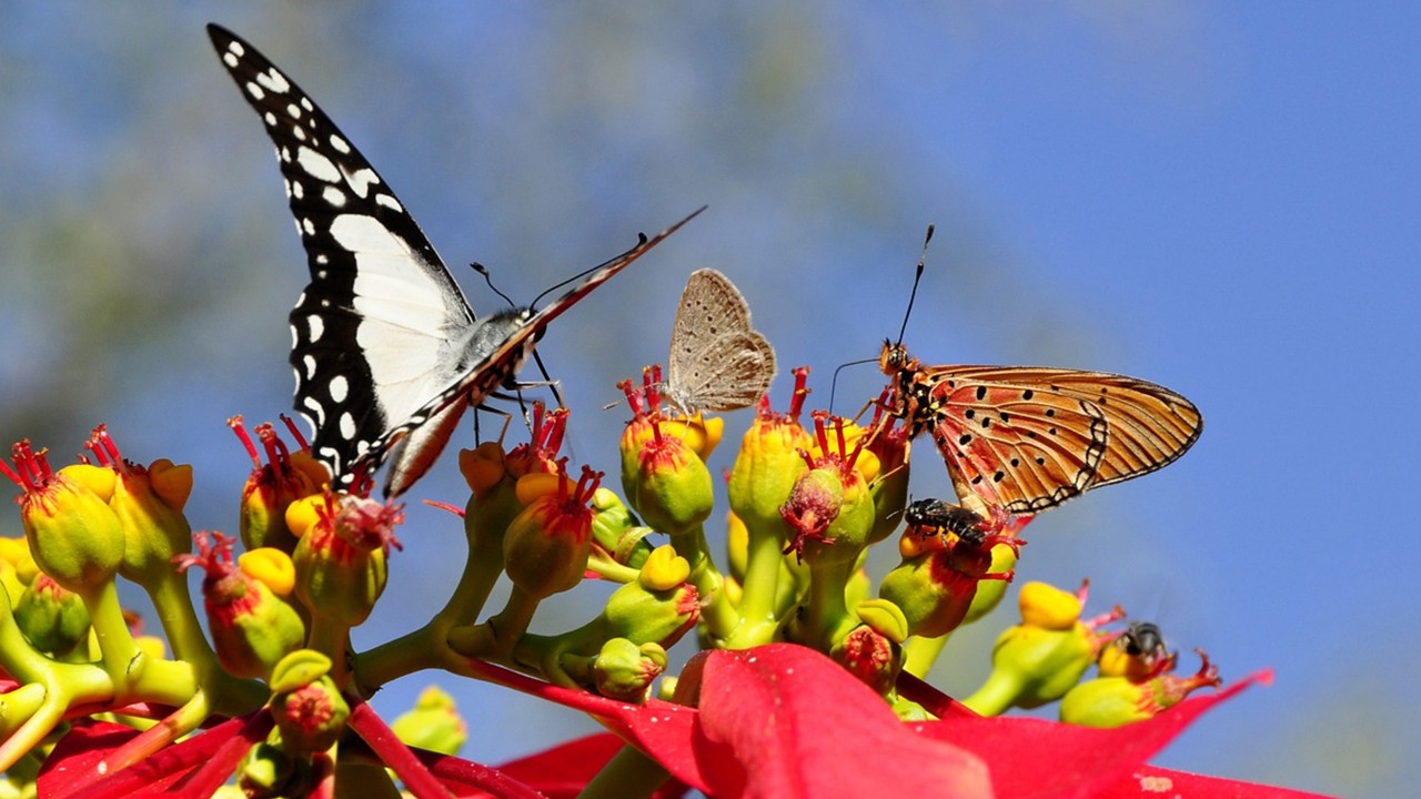 Close-up of male and female organs of Poinsettia flowers with its pollinators. 