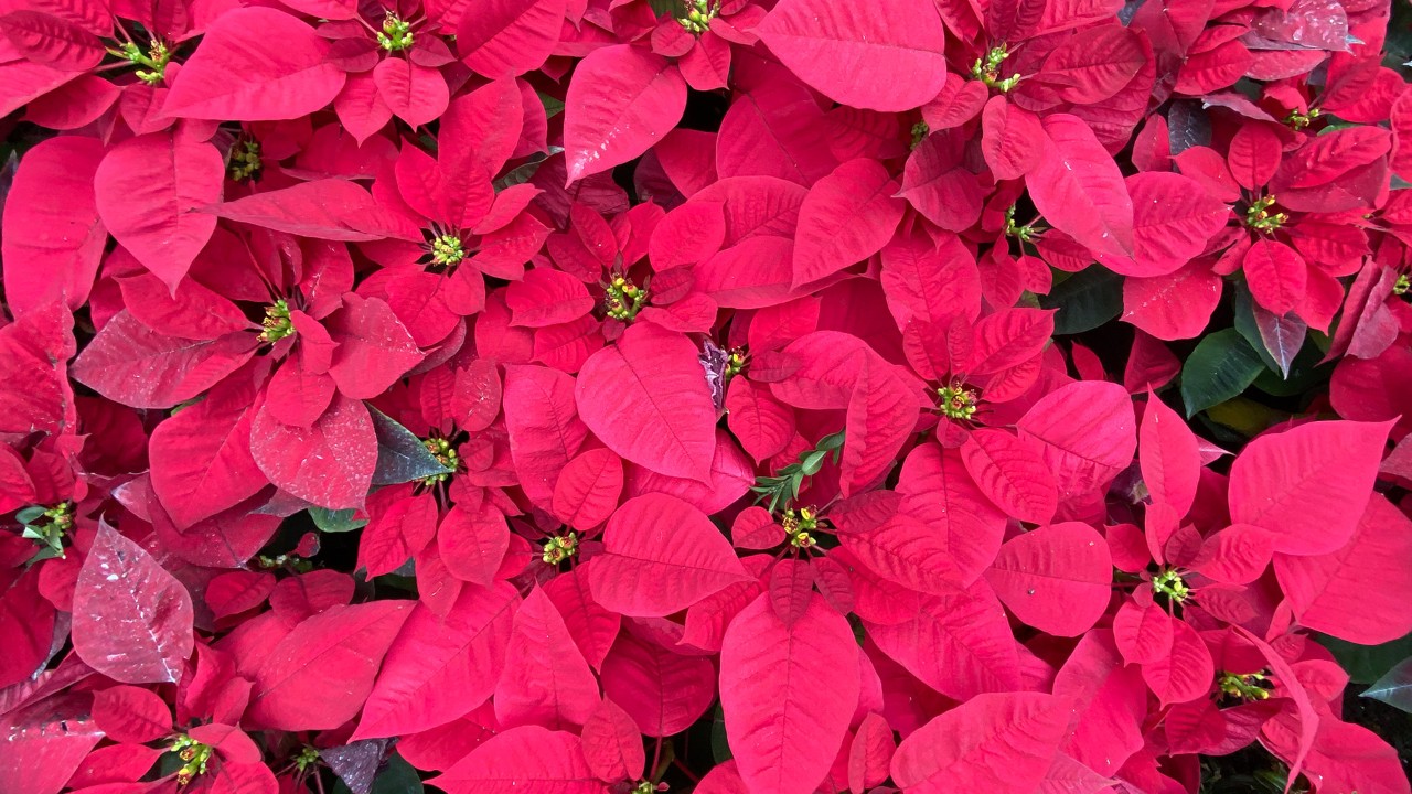  Classic, all-red poinsettia remains the all-time favourite colour! 