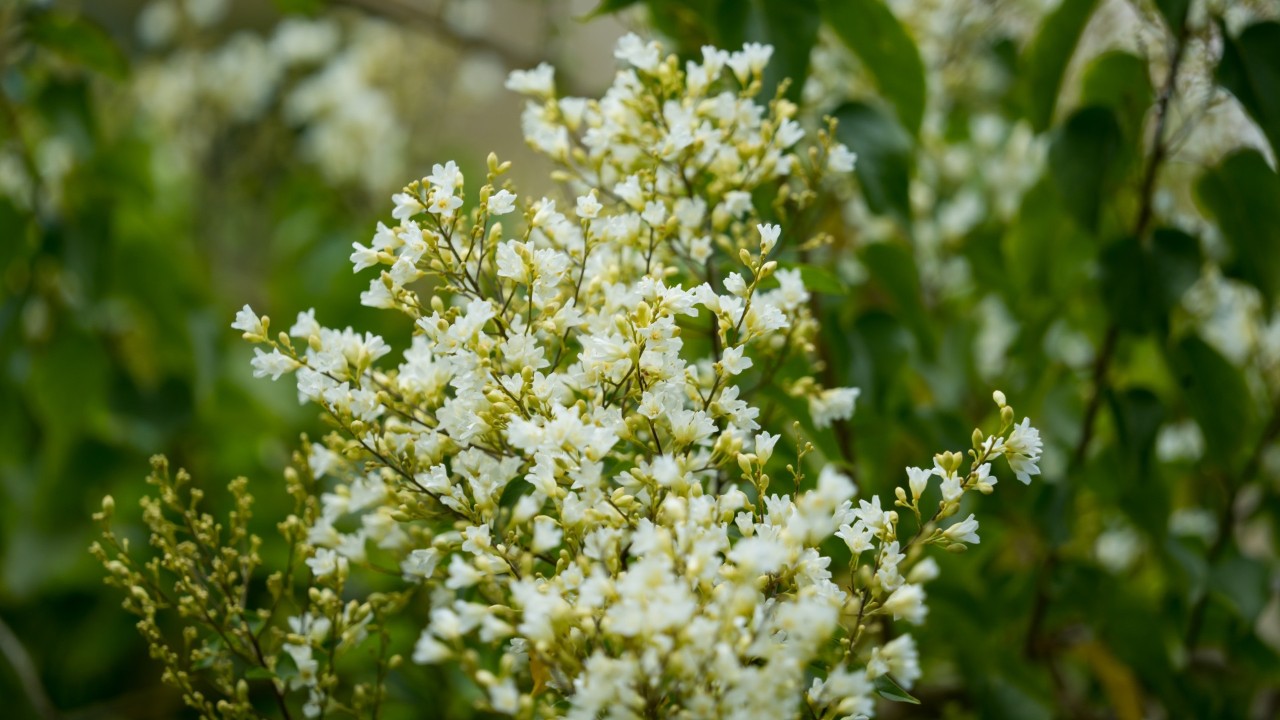 Look at the cluster of flowers, doesn’t it resemble a bridal bouquet? 