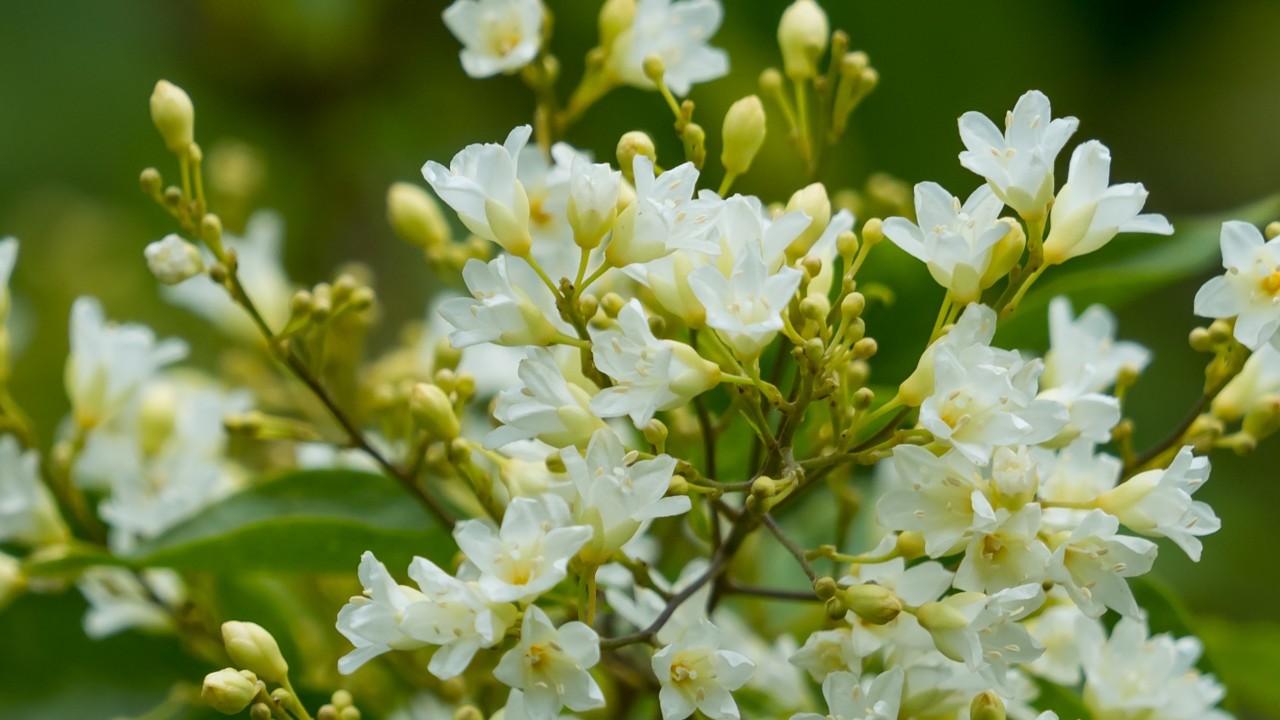 Closeup of the flowers.