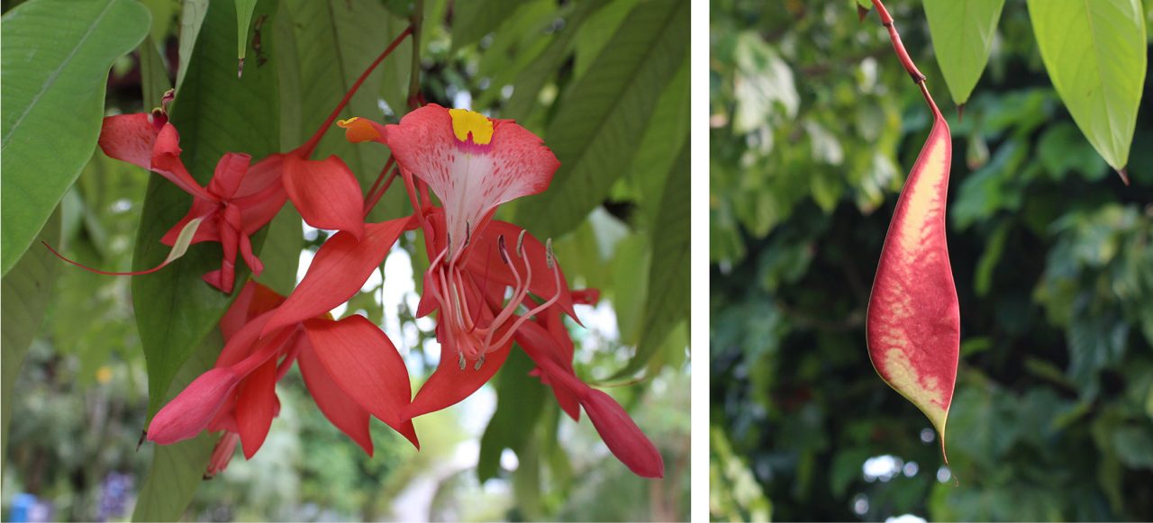 In cultivation, the flowers are rarely naturally pollinated and the development of seed pods is rare (L). The scarlet and yellow fruits that develop seldom set viable seed, probably due to the lack of suitable pollinators outside its natural habitat (R).