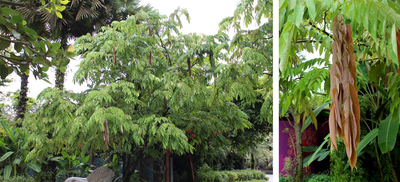 Even when not in bloom, the tree continues to pique our interest with its low-growing, wide canopy (L) and the limp, coloured tassels of new leaves (R).