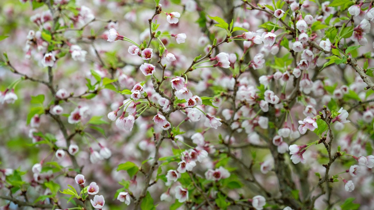 Prunus incisa ‘Kojo-no-mai’ may have small flowers, but they bloom in the masses, giving a spactular show of flowers!