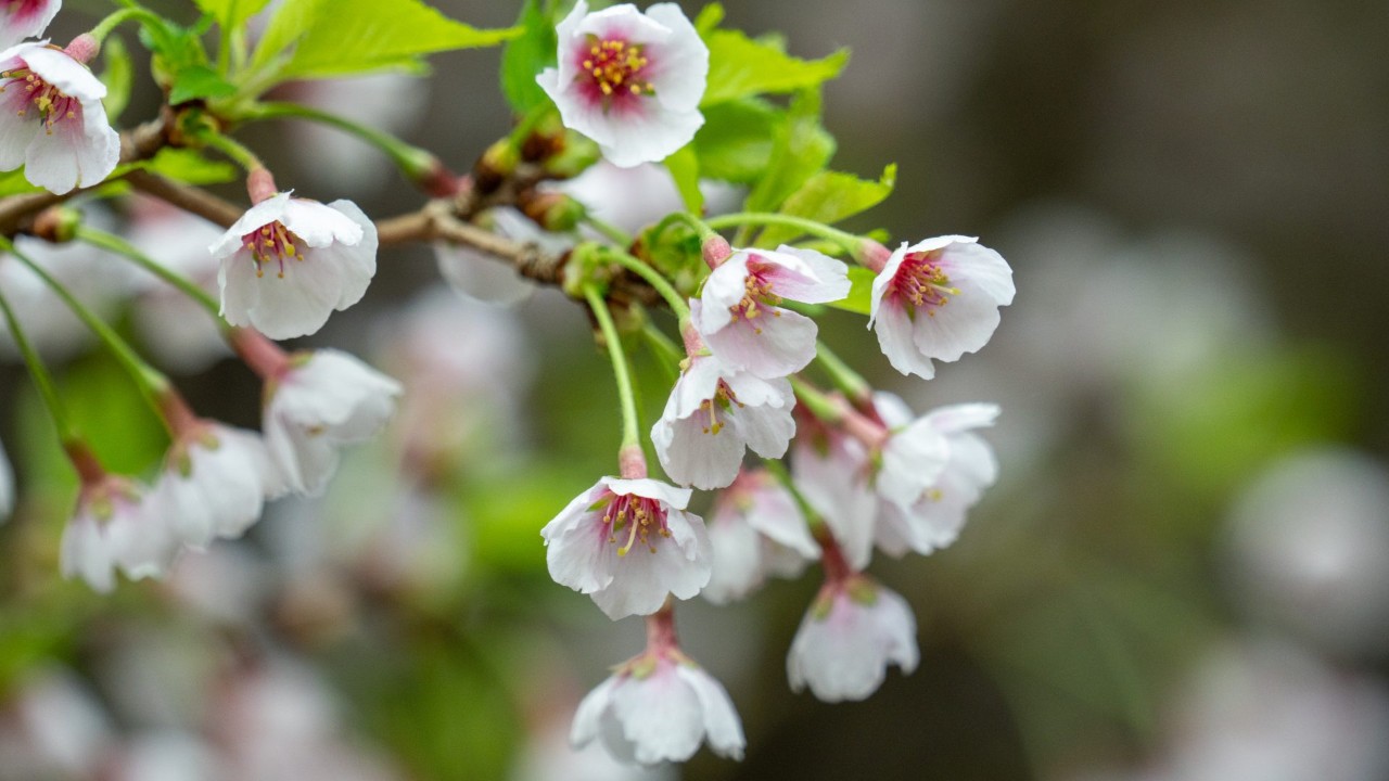 Flowers of Prunus incisa ‘Kojo-no-mai’ have five petals just like the wild species of flowering cherries. They are 1-1.5cm in diameter with a pink center that fades to white. Each umbel produces up to four flowers.