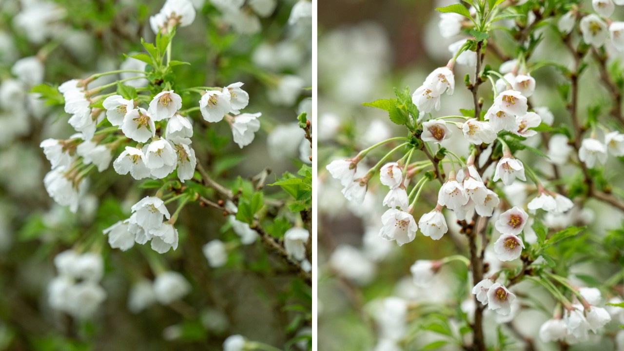 Flower colours can vary between Prunus incisa ‘Kojo-no-mai’ trees.  Yellow to white centre on the left, lighter pink centre on the right.