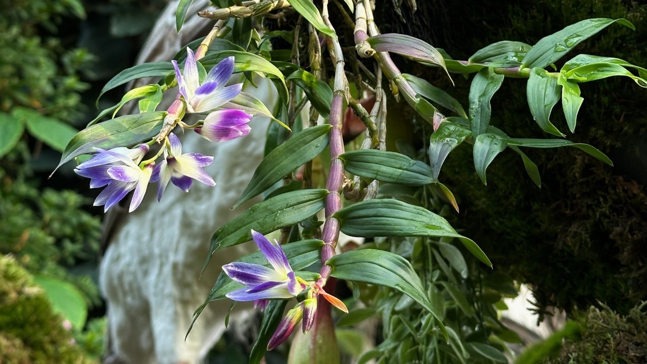 A pendulous species of Dendrobium.