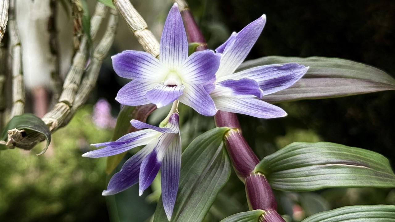 Close-up view of the blue-hued blooms of Dendrobium victoriae-reginae.