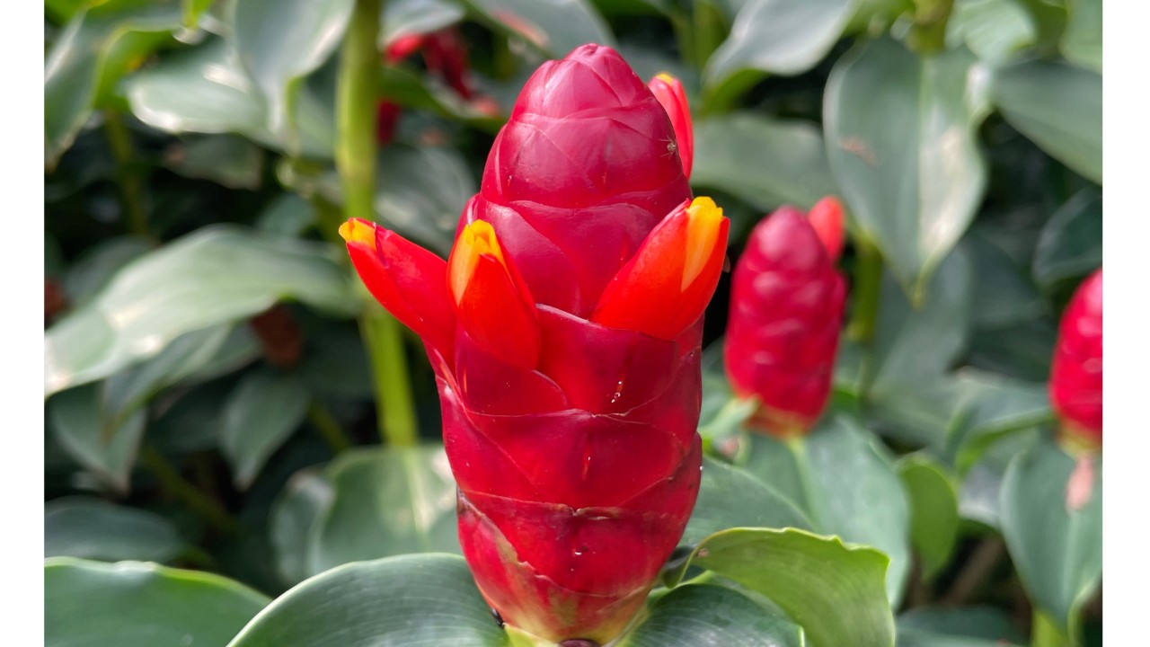 Red Button Spiral Ginger