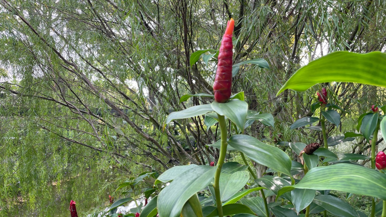 This particularly tall stalk of red button spiral ginger shows the gentle