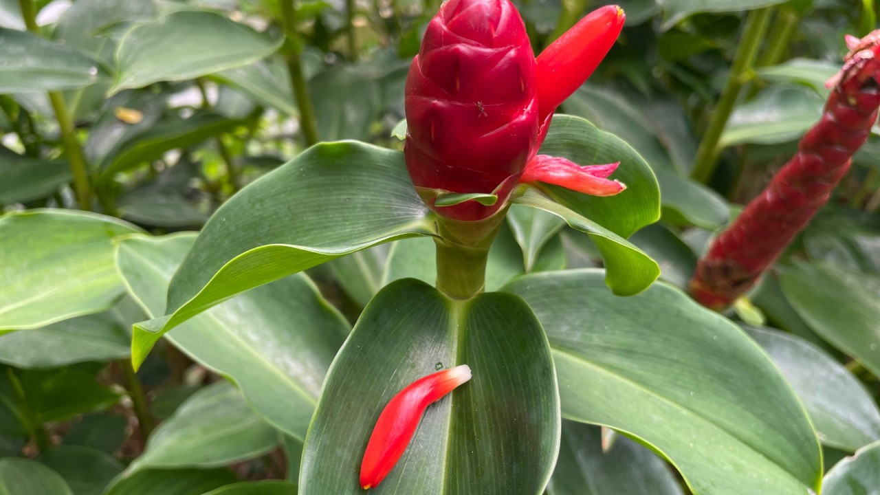 Red Button Spiral Ginger
