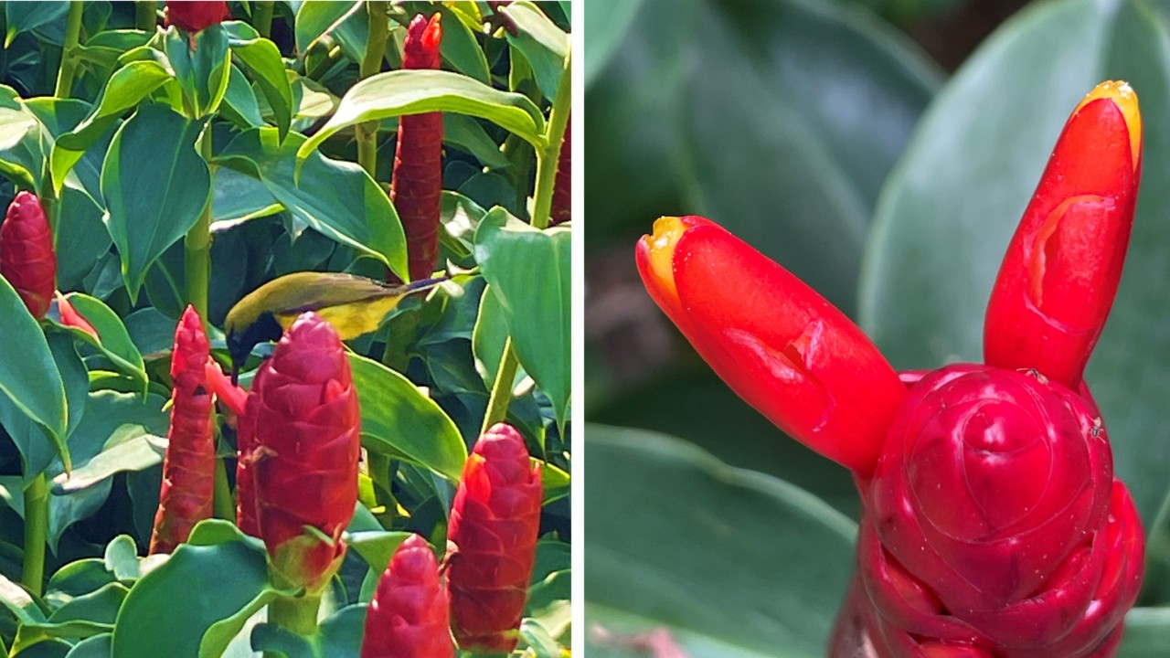 Sunbirds, like the garden sunbird (Cinnyris jugularis, left) steal nectar by stabbing its beak directly through the upward facing base of each flower, bypassing the flower’s reproductive parts to sip the nectar directly at the base, tearing big holes into flowers (right)