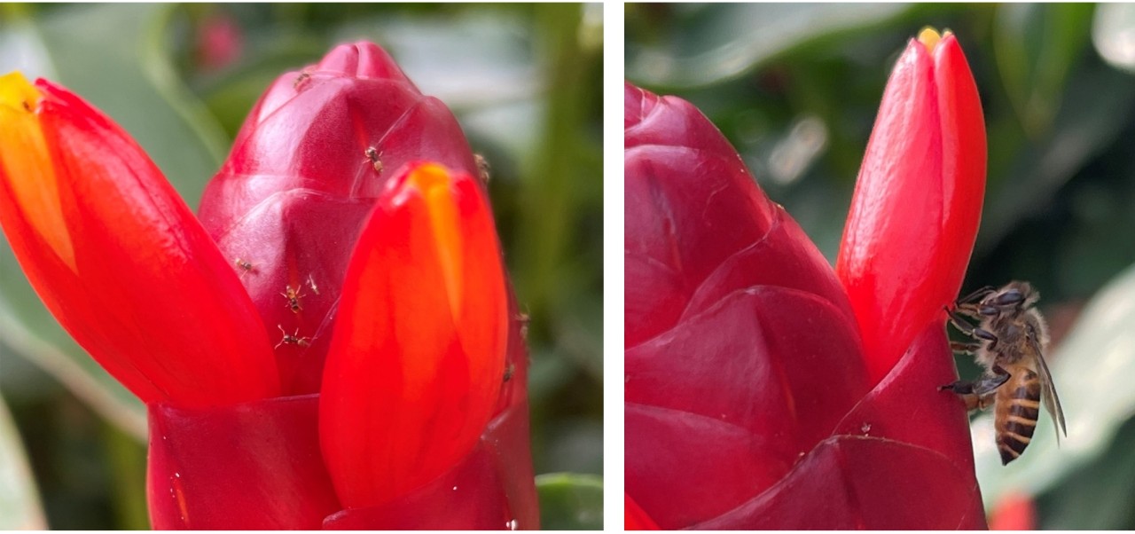 Ants (left) and bees (right) swarm around the inflorescences, probing for nectar at the extrafloral nectaries that are outside of the flowers, in-between the scaly bracts