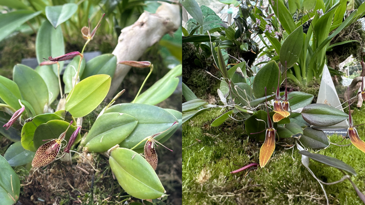 Restrepia elegans (left) and Restrepia trichoglossa (right) in bloom.. The native distribution of both of the New World orchid species includes Peru, hence their feature in the current 'Orchids of Machu Picchu' display.