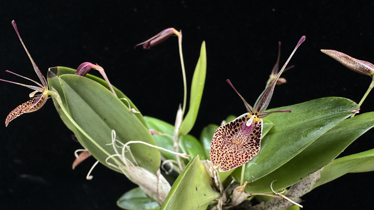  Restrepia elegans exhibiting yellow flowers diffusely spotted in burgundy red. This species is found from Venezuela, Colombia and Peru in wet montane forests at altitudes around 700 to 2800 meters