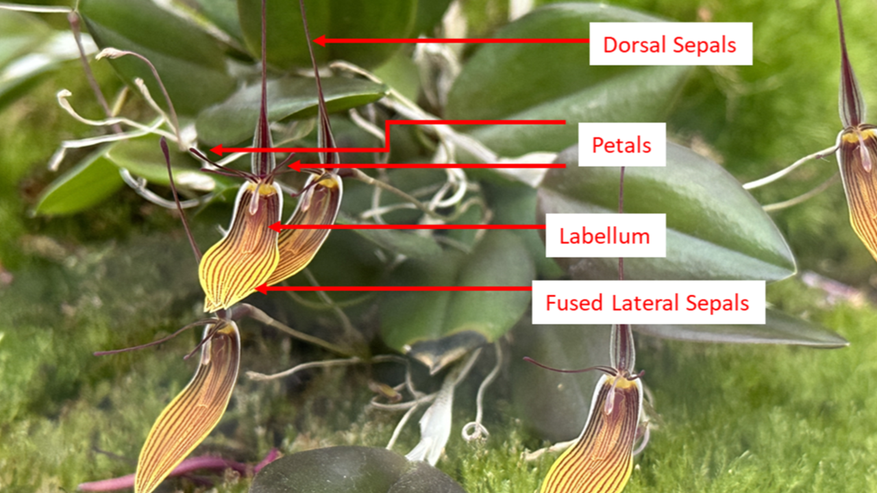 Floral parts of a Restrepia flower. 