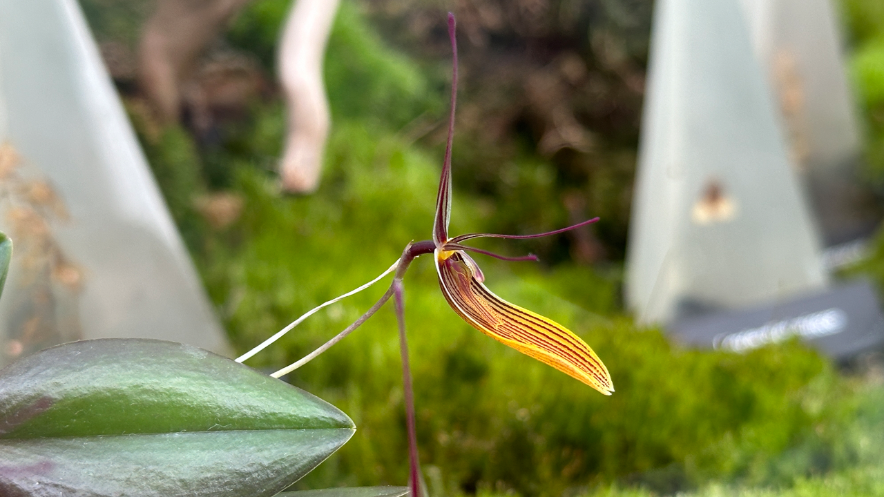  Restrepia trichoglossa are found in Mexico, Costa Rica, Panama, Colombia, Peru and Ecuador in wet cool cloud forests at elevations from 300 to 3200 meters. Their flowers are yellow, finely striped in burgundy red. The filamentous petals (antennae) flap when blown by the wind to attract its pollinators.