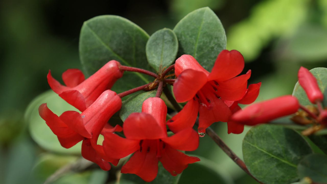 Lipstick Tree 