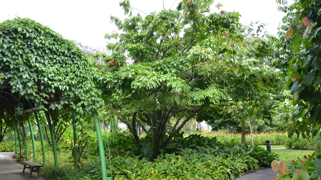 Rose of Venezuela (center) is a very short understorey tree with long, spreading branches that it likes to rest on those of its neighbors.  