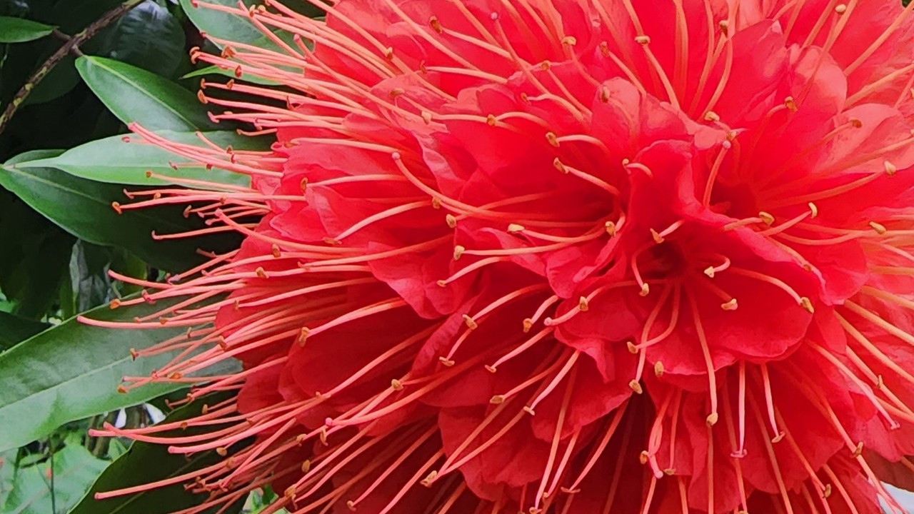 Rose of Venezuela produces large, globular flower clusters densely-packed with bright red, tubular flowers to attract pollinating hummingbirds. 