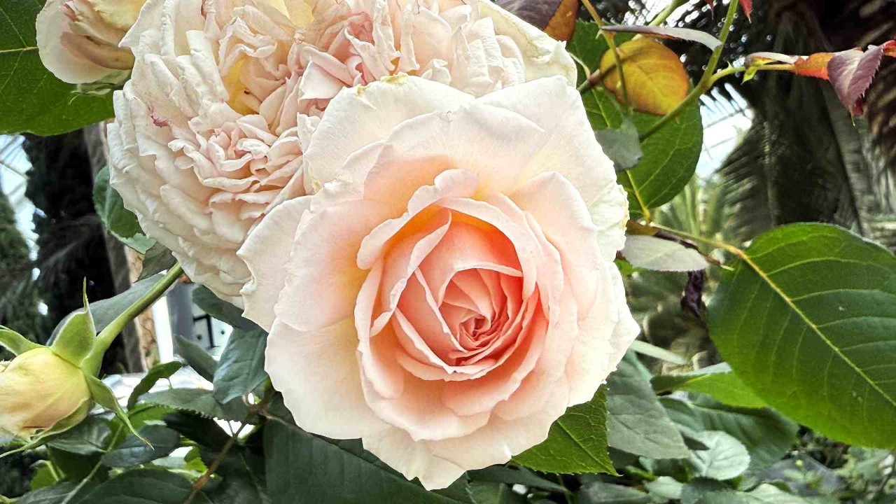 Roses (Rosa Marchenzauber)