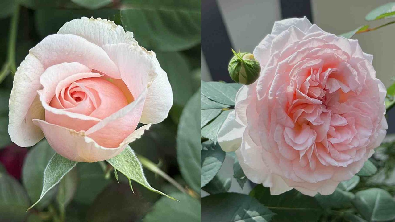 As the flowers of Rosa ‘Marchenzauber’ bloom their form naturally shifts from a cupped to a rosette form.  Left: Early bloom stage; right: fully mature bloom.