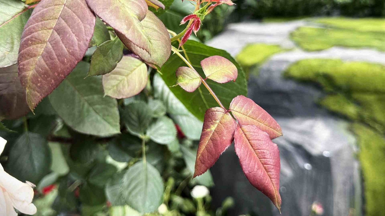 Many rose cultivars produce young red leaves, including Rosa ‘Marchenzauber’