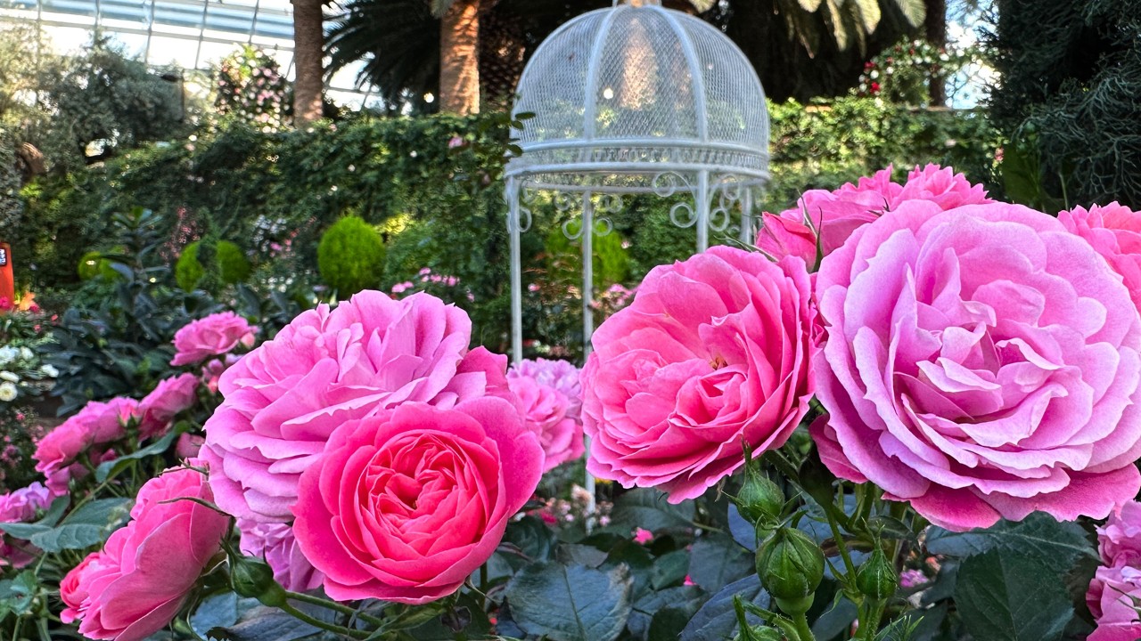 Multi-petalled rose Rosa ‘Pink Meilove’.