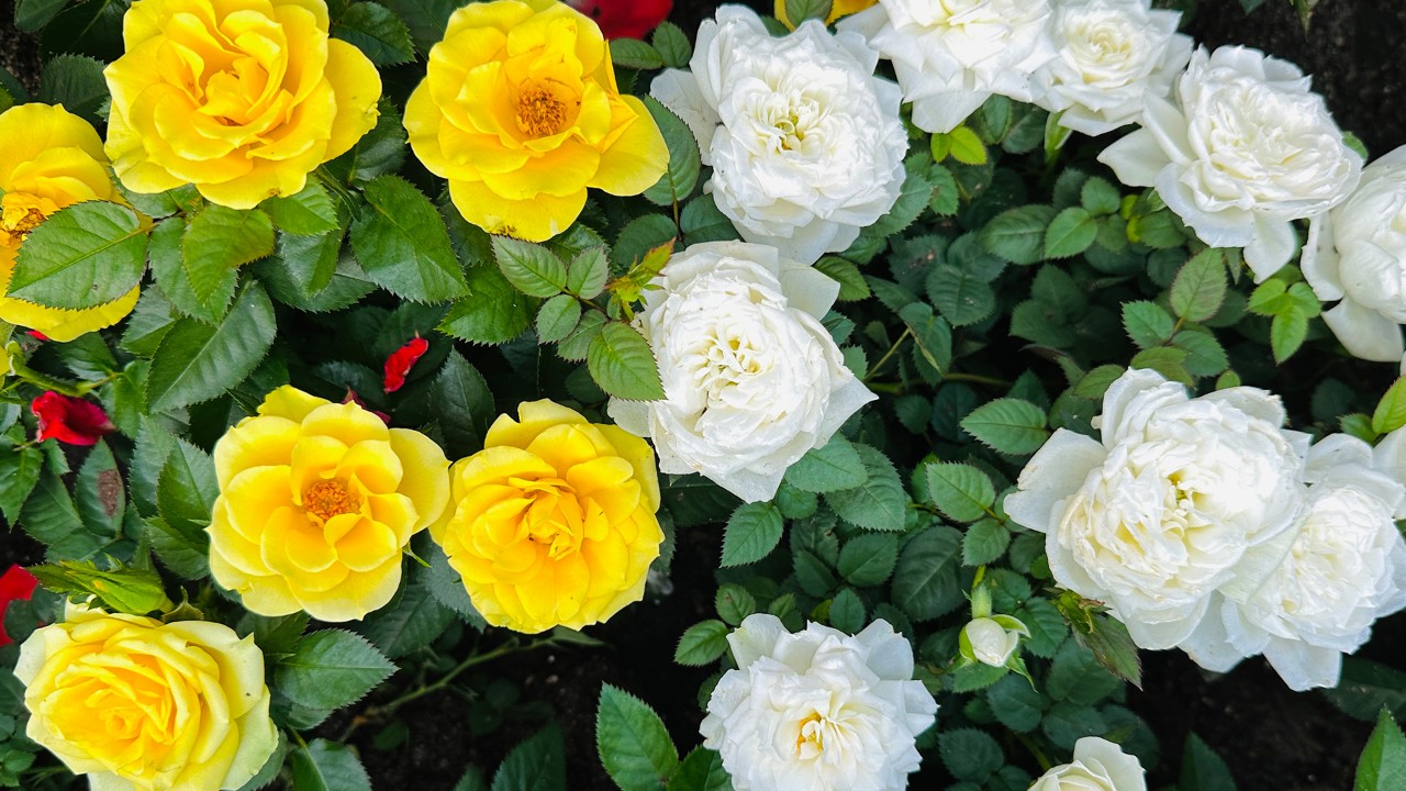 An example of miniature roses from this year’s Rose Romance display.