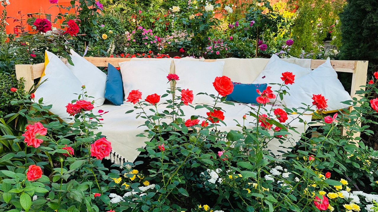 Two miniature rose cultivars from this year’s Rose Romance display: from left to right, Rosa ‘El Paso’ and Rosa ‘Papper White’.